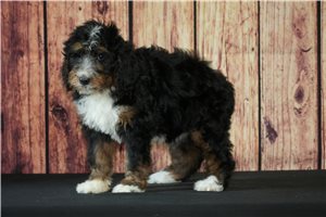 Briea - Bernedoodle for sale