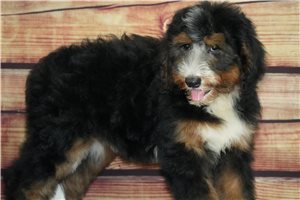 Aspen - Bernedoodle for sale