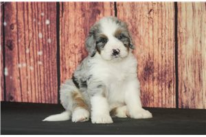 Rudy - puppy for sale