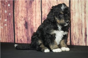 Sigmund - Bernedoodle for sale