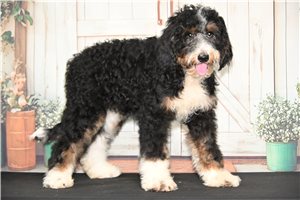 Sarina - puppy for sale