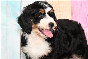 Mabel - Bernedoodle for sale