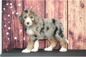 Muffin - Bernedoodle for sale