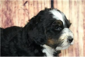 Cuddles - Bernedoodle for sale