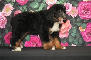 Monty - Bernedoodle for sale