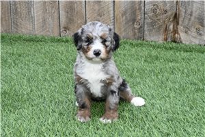 Maria - Bernedoodle for sale