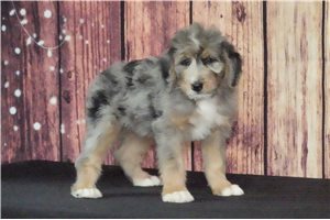Bailey - Bernedoodle for sale
