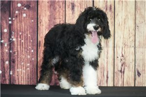 Sadie - Bernedoodle for sale