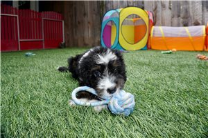 Striker - puppy for sale