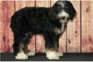 Rose - Bernedoodle for sale