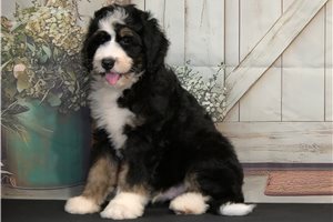 Gavin - Bernedoodle for sale