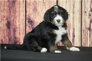 Sass - puppy for sale