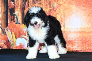 Maryanne - Bernedoodle for sale