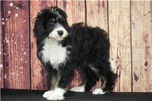 Violet - Bernedoodle for sale