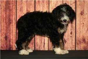 Rose - Bernedoodle for sale