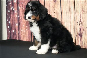 Captain - Bernedoodle for sale