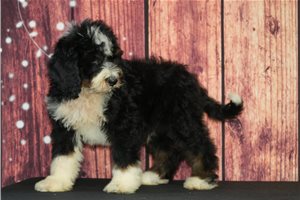 Zebo - Bernedoodle for sale