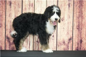 Koda - Bernedoodle for sale