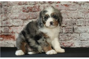 Bismark - puppy for sale