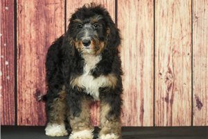Pearl - Bernedoodle for sale