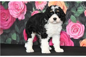 Bebe - Bernedoodle for sale