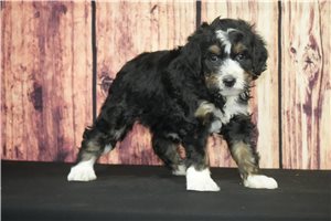 Rose - puppy for sale
