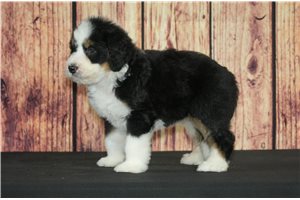 Lucia - puppy for sale