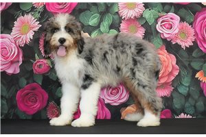 Ilene - Bernedoodle for sale