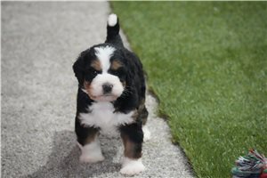 Lanie - Bernedoodle for sale