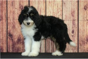 Helvita - Bernedoodle for sale