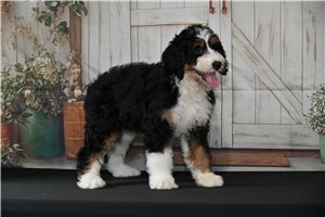 Mabel - puppy for sale