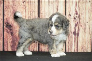 Sidd - puppy for sale