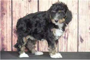Pearl - Bernedoodle for sale