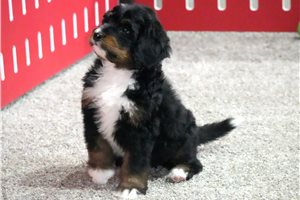 Luna - puppy for sale