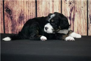 Violet - Bernedoodle for sale