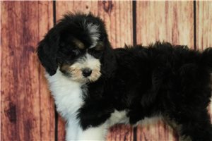 Helvita - Bernedoodle for sale