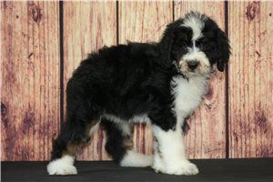 Pumpkin - Bernedoodle for sale