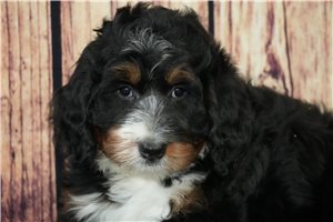 Margie - Bernedoodle for sale
