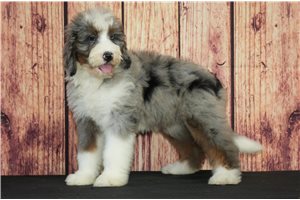 Cypress - Bernedoodle for sale