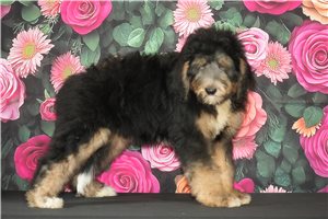 Gilbert - Bernedoodle for sale