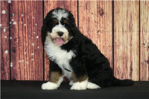 Loki - Bernedoodle for sale