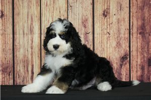 Klaus - Bernedoodle for sale