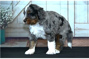Alfie - Bernedoodle for sale