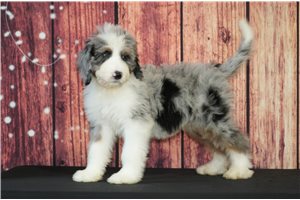 Rudy - Bernedoodle for sale