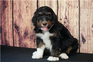 Otis - Bernedoodle for sale