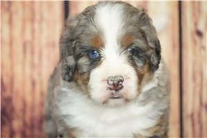 Millie - puppy for sale
