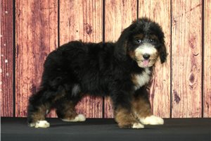 Sass - Bernedoodle for sale