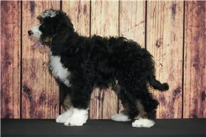 Dexter - Bernedoodle for sale