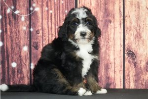 Cuddles - Bernedoodle for sale