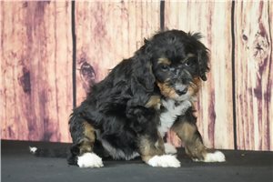 Pearl - Bernedoodle for sale
